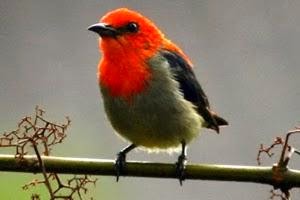 Burung Ocehan Cabai Jawa Hobi Burung Kicau