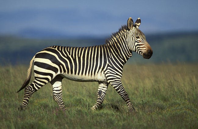 Like all zebras it is boldly striped in black and white and no two 