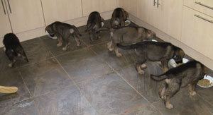 All seven puppies tucking in to their food in the kitchen