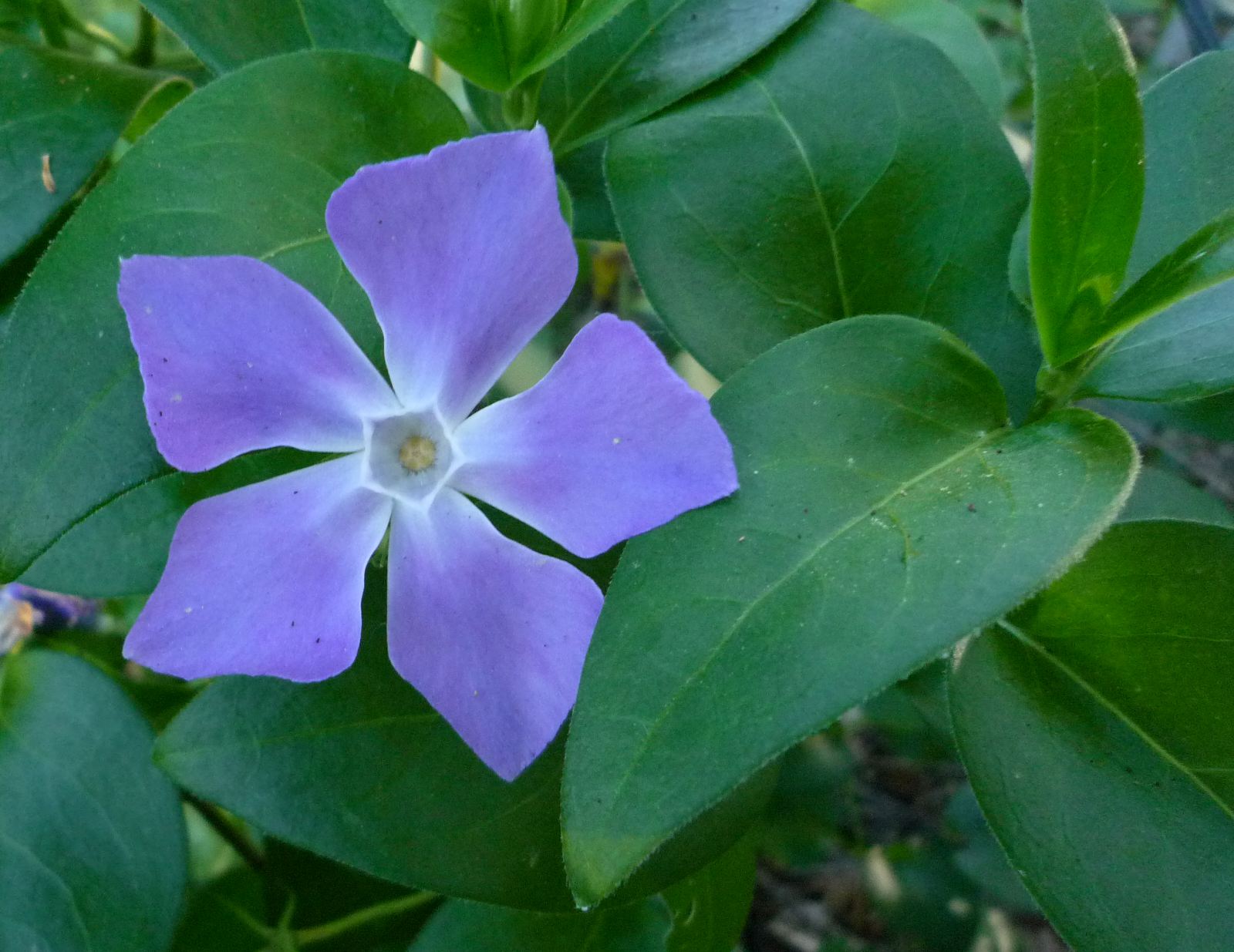 PLANTAS TOXICAS VINCA MAIOR Vinca major Plantas Tóxicas 72