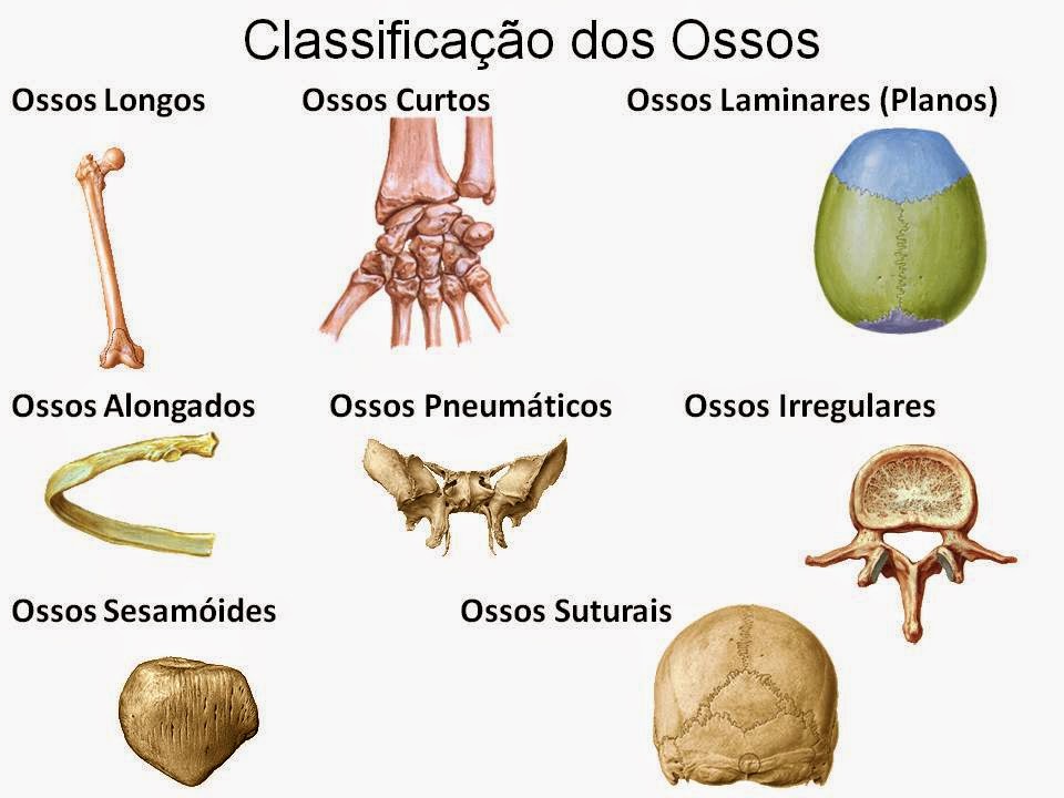 Sistema Esquelético Enfermagem bio
