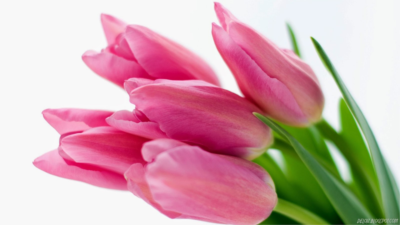 Wallpaper Atau DP BBM Bunga Tulip Pink Khusus Android 2015