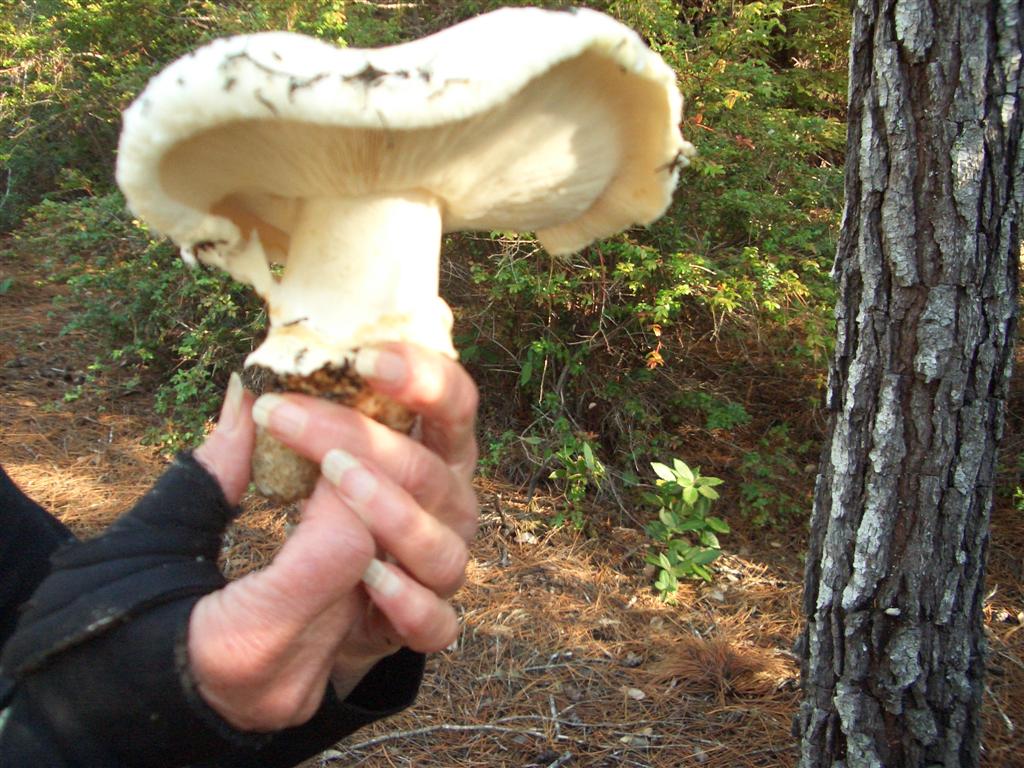 Mendonoma Sightings Matsutakes!