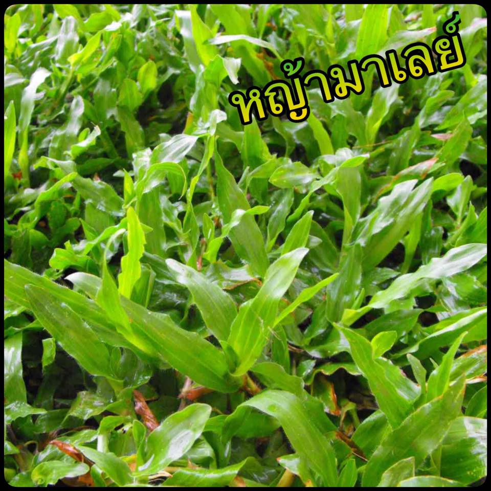 My Image 78