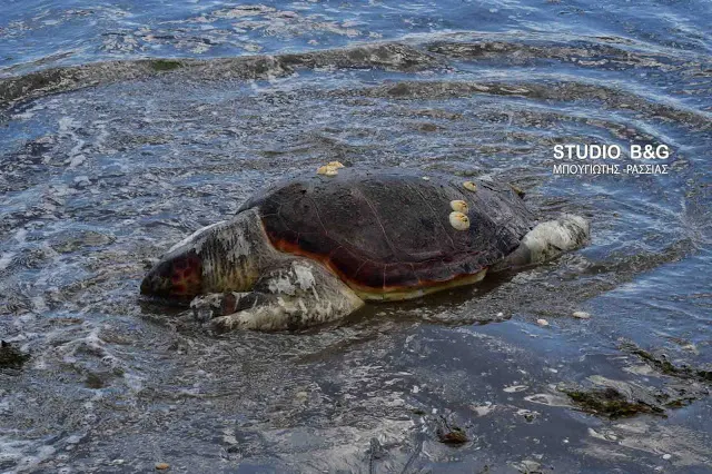 Νεκρές δυο θαλάσσιες χελώνες στο Γύθειο