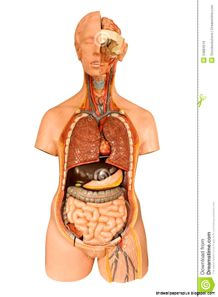 Human Anatomy Model Royalty Free Stock Images   Image 34884519