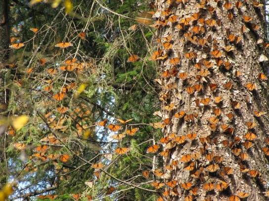 santuarios Mariposa Monarca México Reserva de la Biosfera