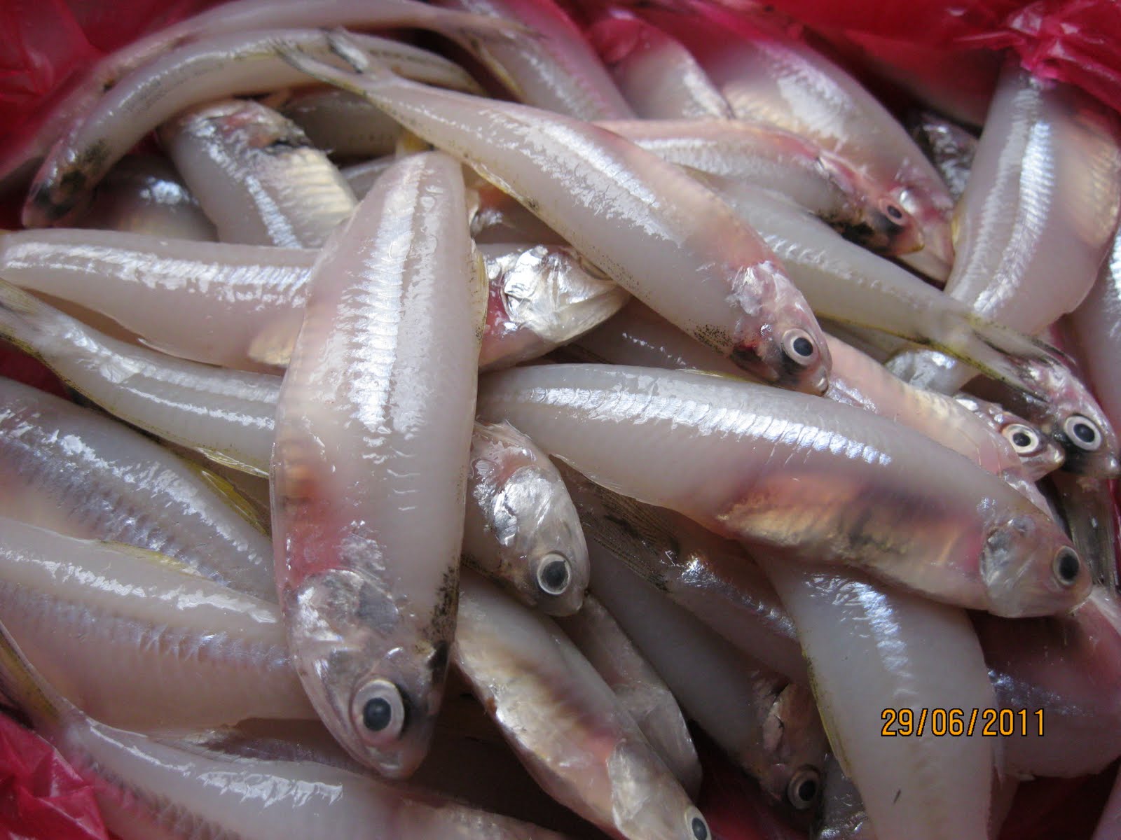 Dari Dapur Maklong: Ikan Bulu Ayam Goreng Tepung