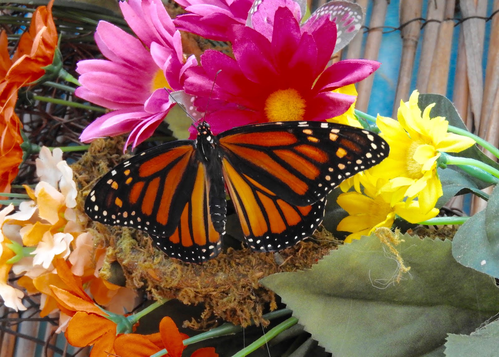 It's All About Purple The Butterfly Sanctuary