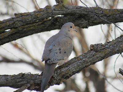 wings and daydreams birding blog