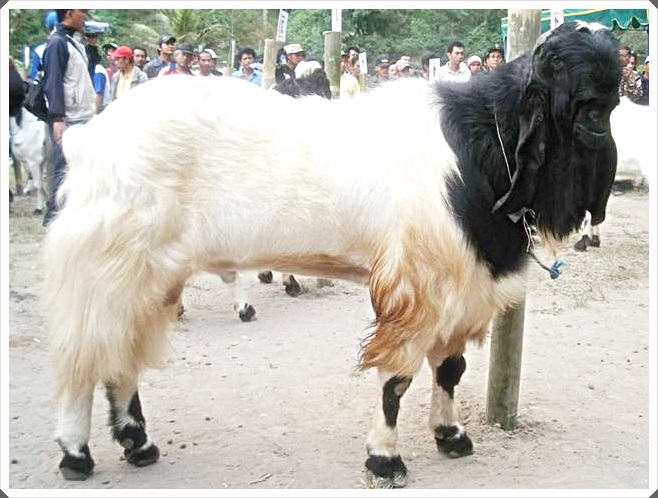 5 Foto Kambing Terbesar Di Dunia Untuk Dipotong Kurban