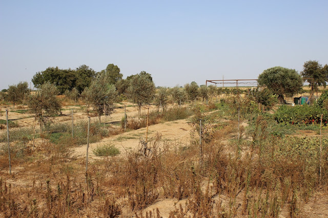 Horta seca devido à poluição