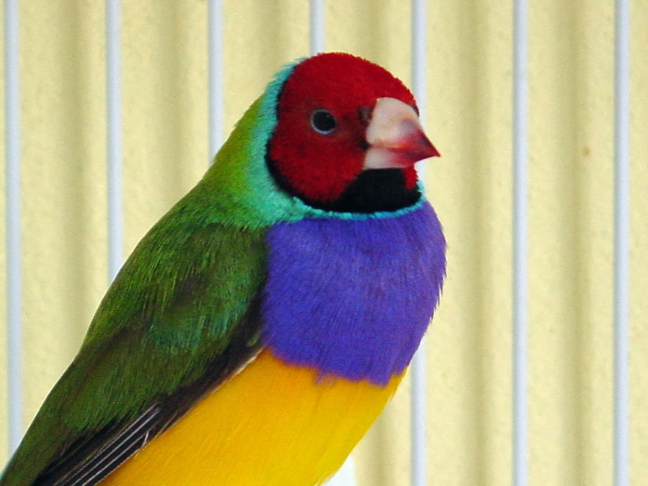 TentilhãoDiamantedeGould Natureza Bela