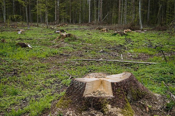 широколиственные леса интересные факты, вырубка лесов
