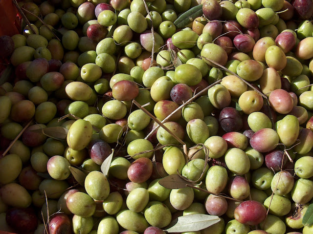 Fresh from the harvest, these olives are destined to become a most savory oil. Photo: Giancarlo Dess, WikiMedia.org.