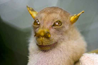animals with weird faces, animals with crazy faces, tube nosed bat