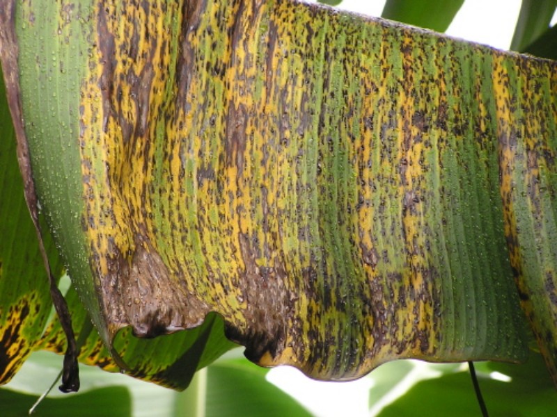BANANA Diseases and Management