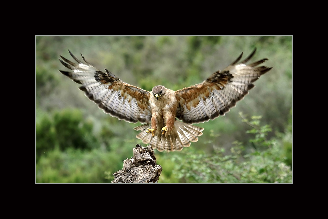 DESDE MI OBJETIVO: BUSARDO MORO (Buteo rufinus)