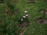 rosas rosedal prado uruguay imagen