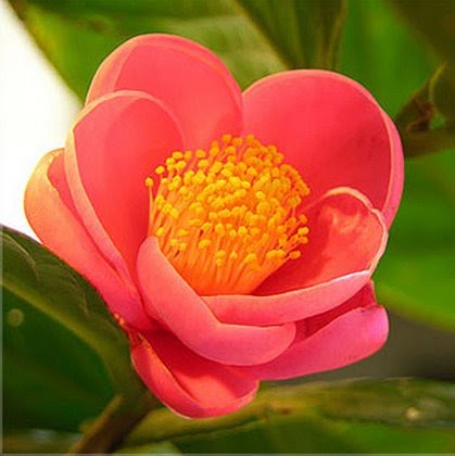 hoa hai duong hoa hai duong