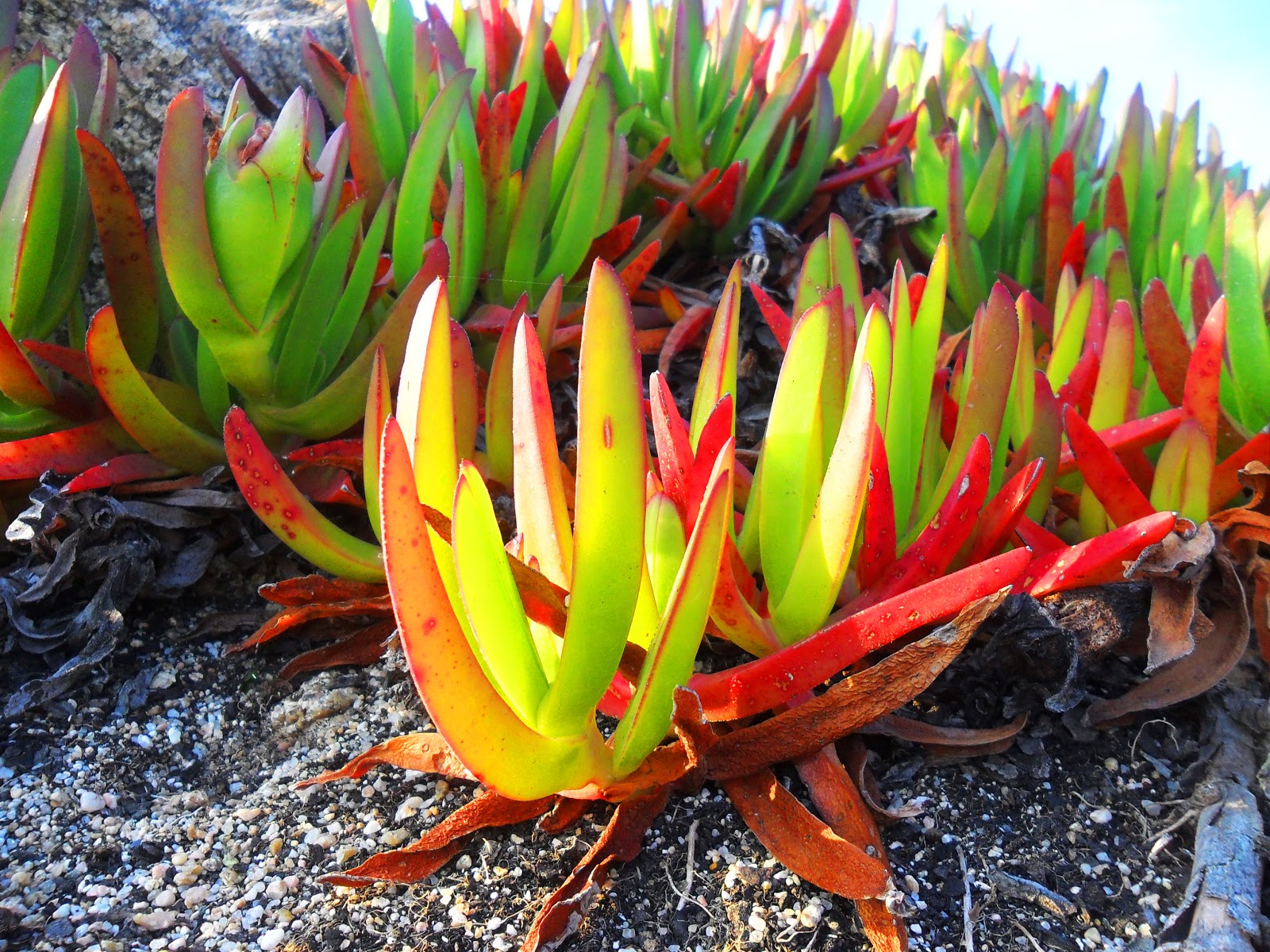 Doigts De Sorcieres Plantes