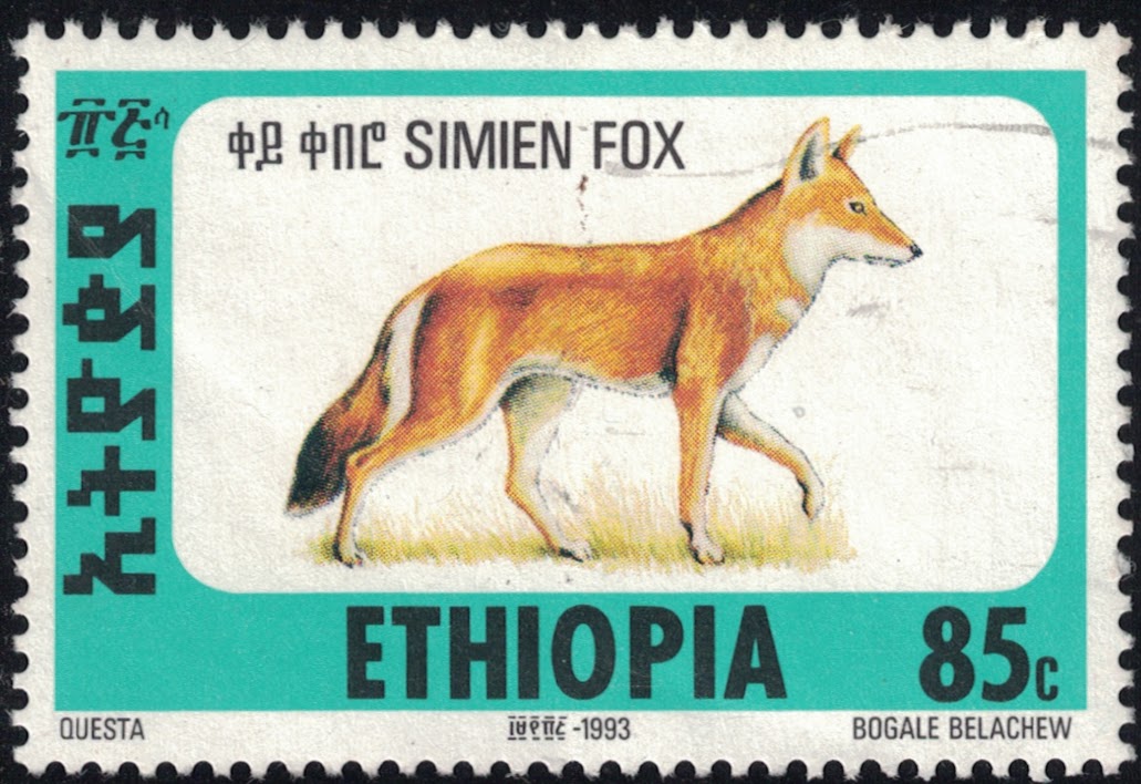 Fox code. Ethiopian Wolf. Код fox