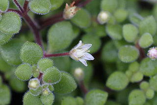 クラッスラブロウメアナ