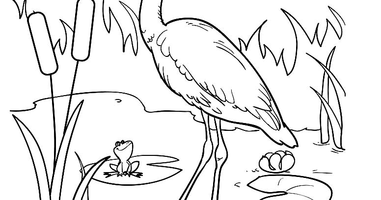 Mewarnai Gambar Burung Bangau Gambar Burung Wallpaper