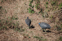 birds that fly low to the ground 7