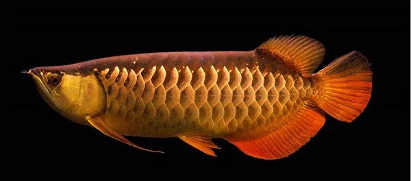 Arwana Golden Red - Budidaya Ikan