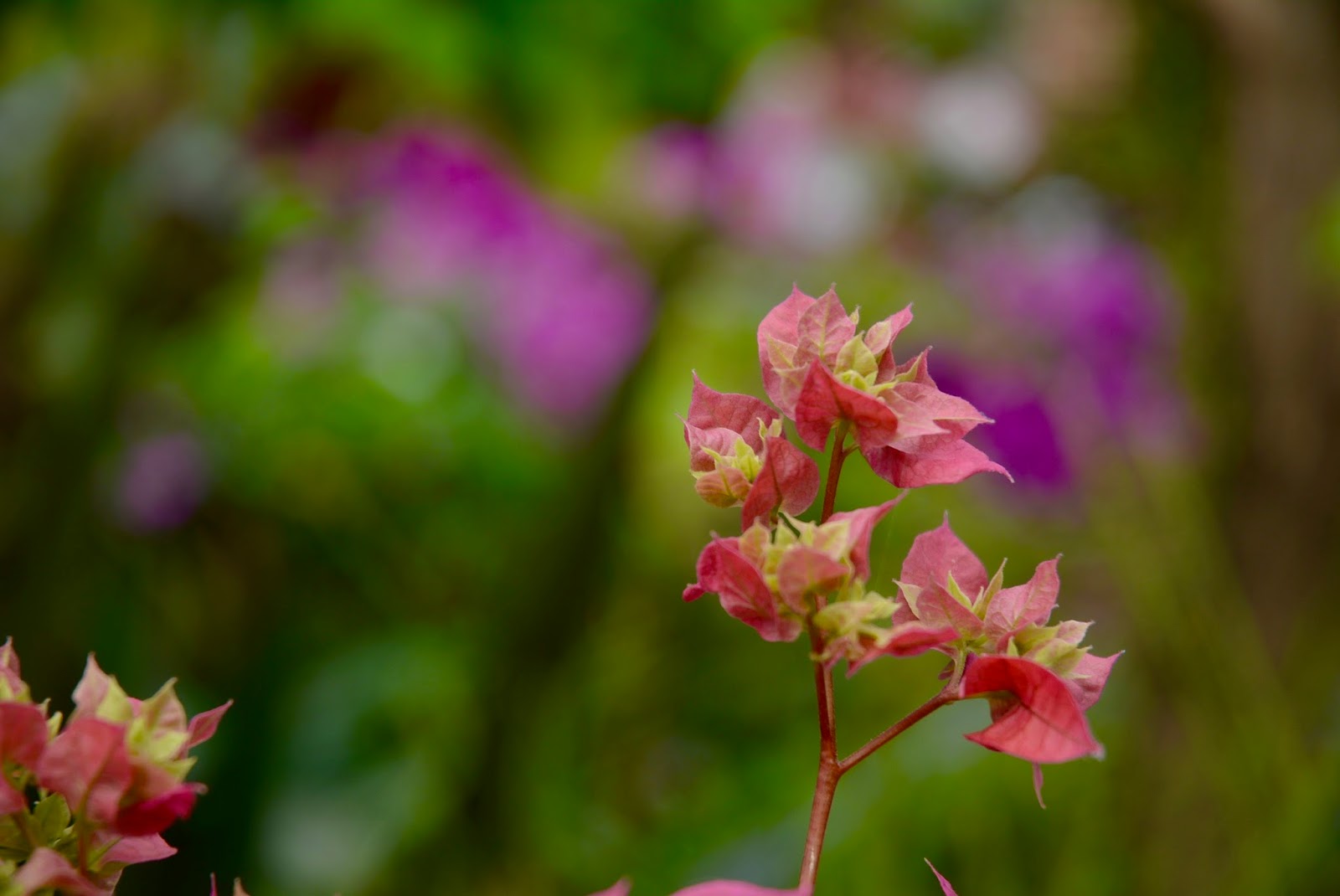 Randomosity The Flowers That Bloom In Spring