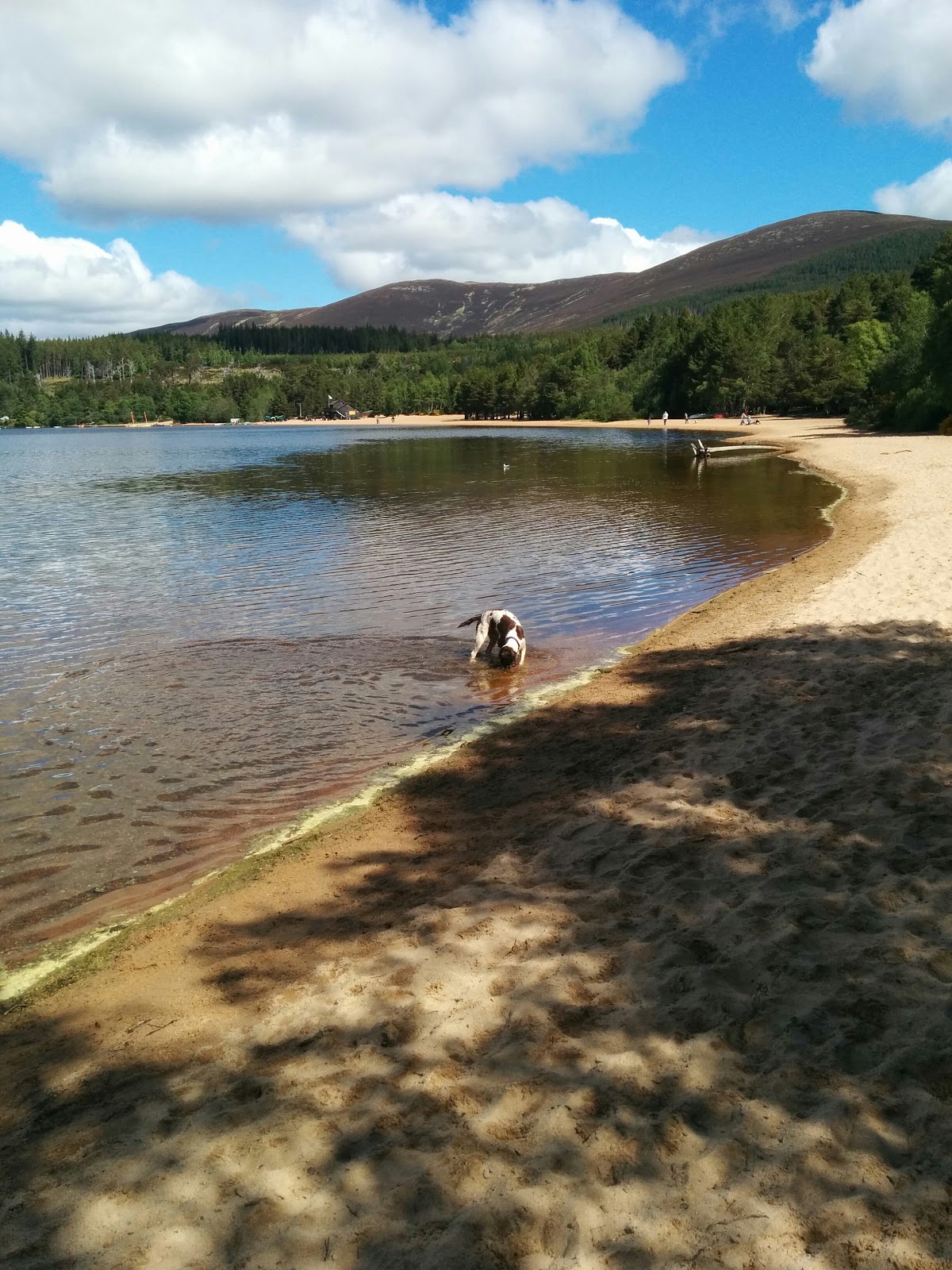 Wow That S Cold Open Water Swimming In Loch Morlich