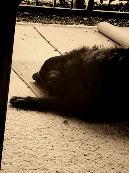 Boo Boo, my senior dog, resting on the porch