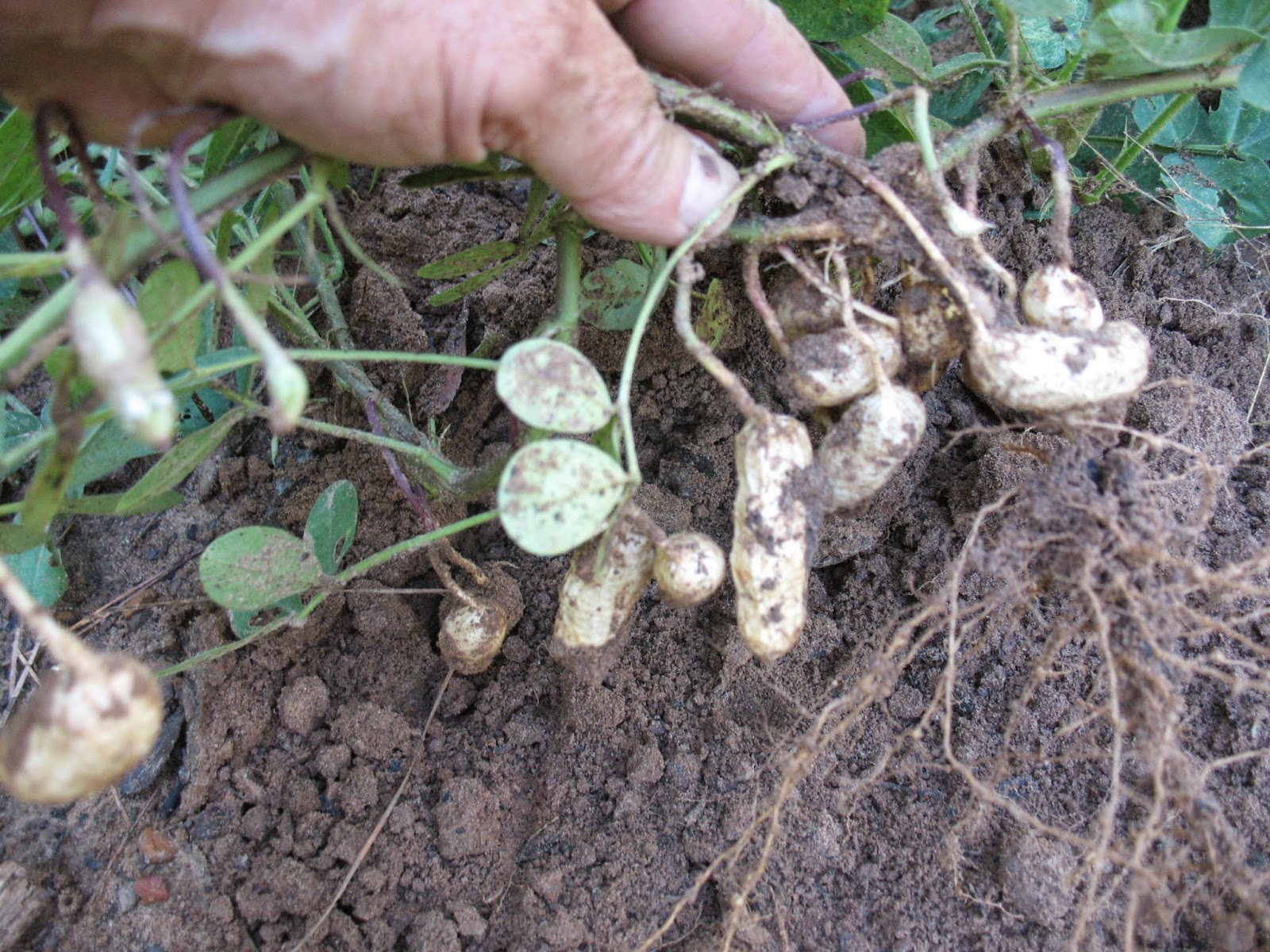 Sensible Survival Peanuts A Southern Survival Crop