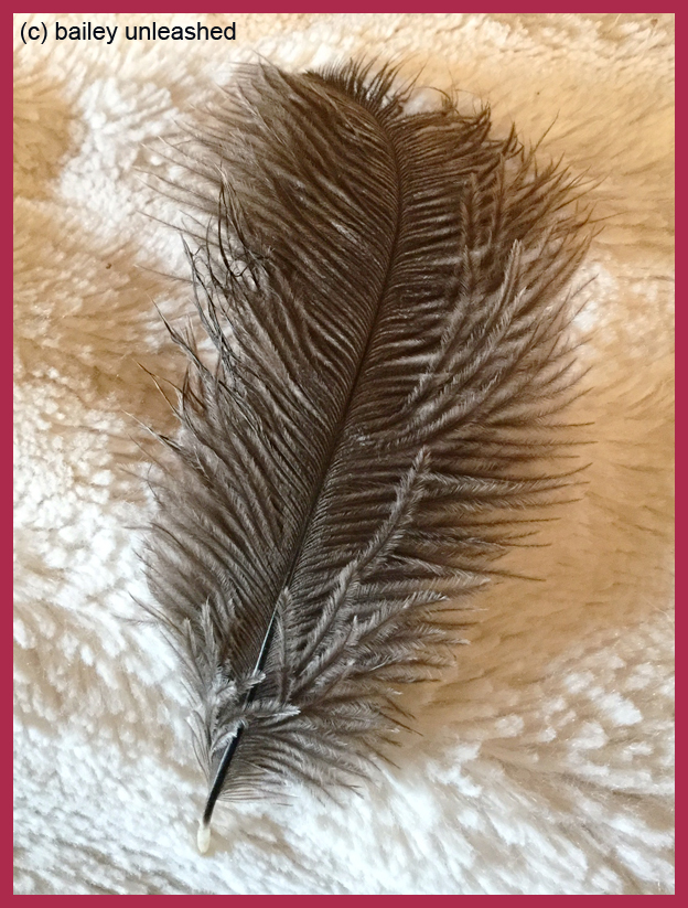 bailey unleashed stuck a feather in her cap and called it macaroni