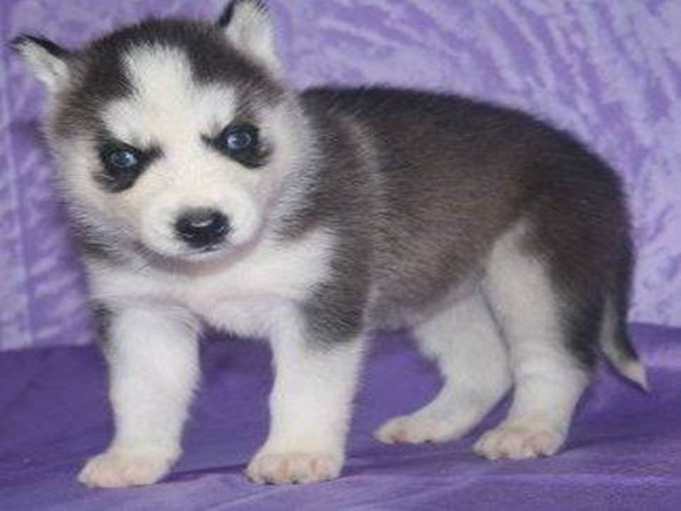 Lovely Pets: Siberian Husky Puppies Gallery