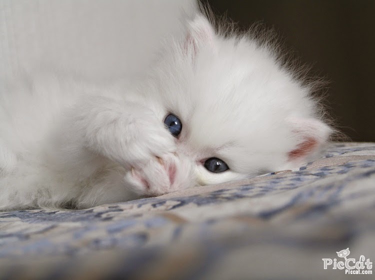 Беленьких котиков. Белый котенок. Белый пушистый котенок. Красивые пушистые котята. Милые белые котята.