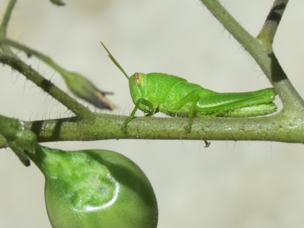 Saltamontes atacando el Huerto Casero en Tiestos