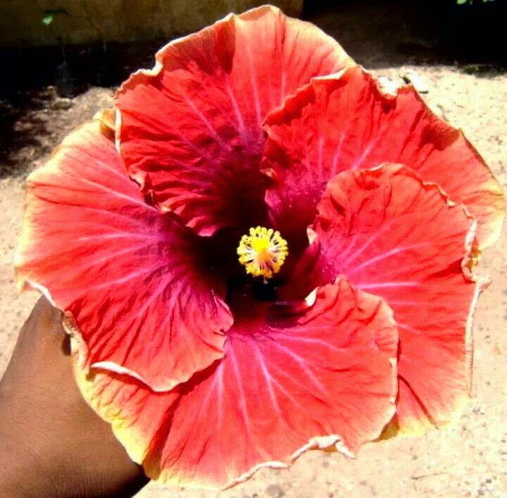 Hibiscus/Joba flower_018