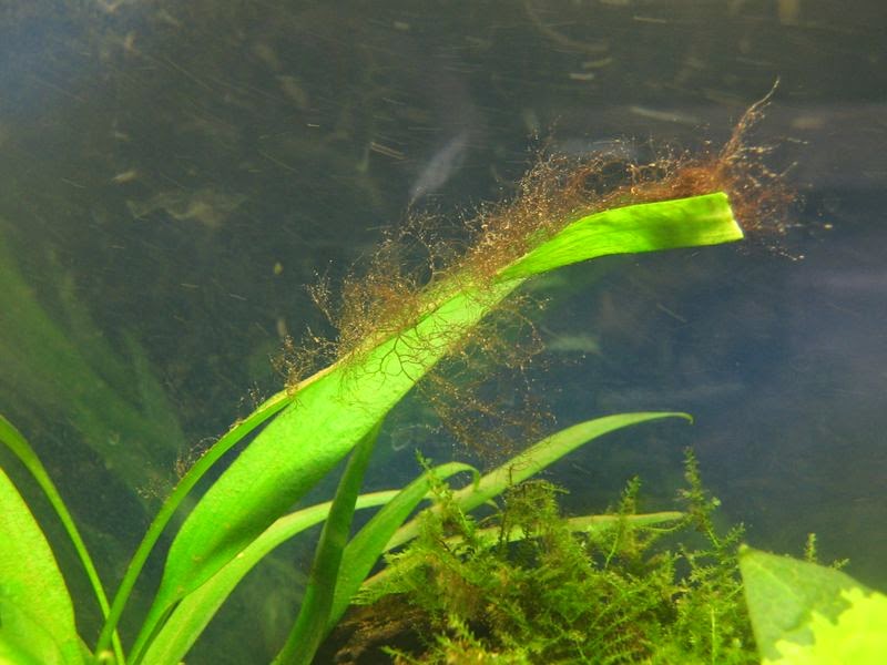 rêu tóc trong hồ thủy sinh - hình dạng giống như sợi tóc