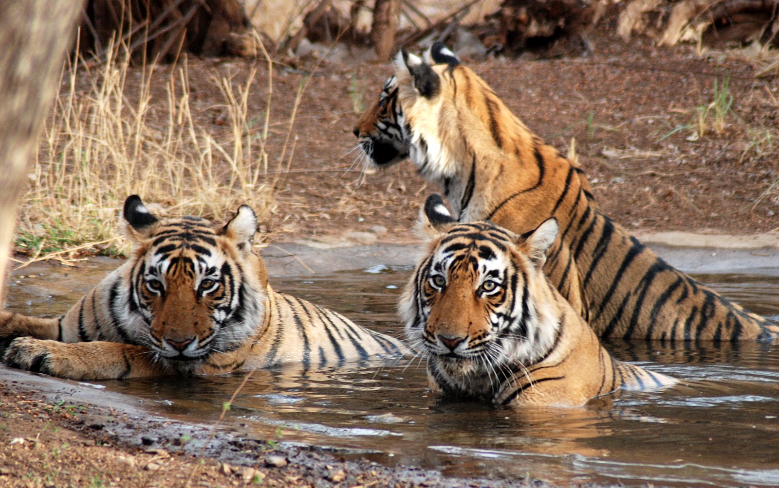Sundarbans Mangrove Forest UNESCO Site | Explore World Wonders Amazing