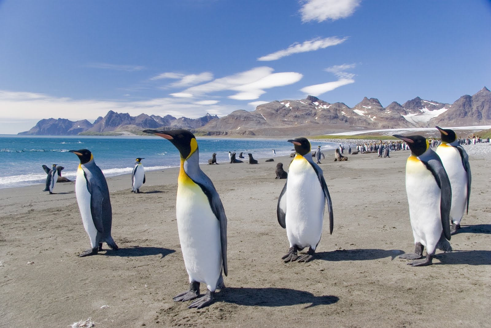 Пингвины живут на южном. Магелланов Пингвин в Южной Америке. Аргентина пингвины Ушуайя. Ушуайя остров пингвинов. Патагония Аргентина пингвины.