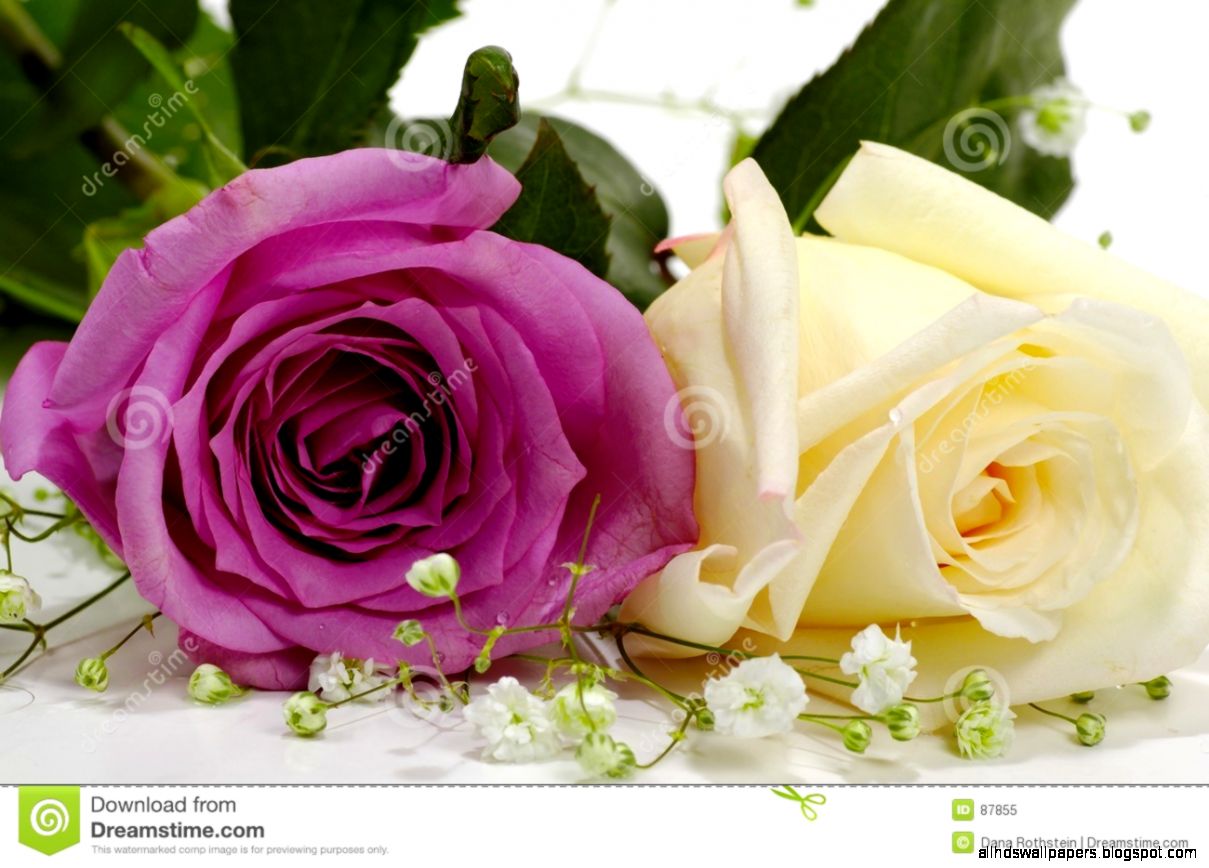 Violet And White Rose Royalty Free Stock Photo   Image 87855