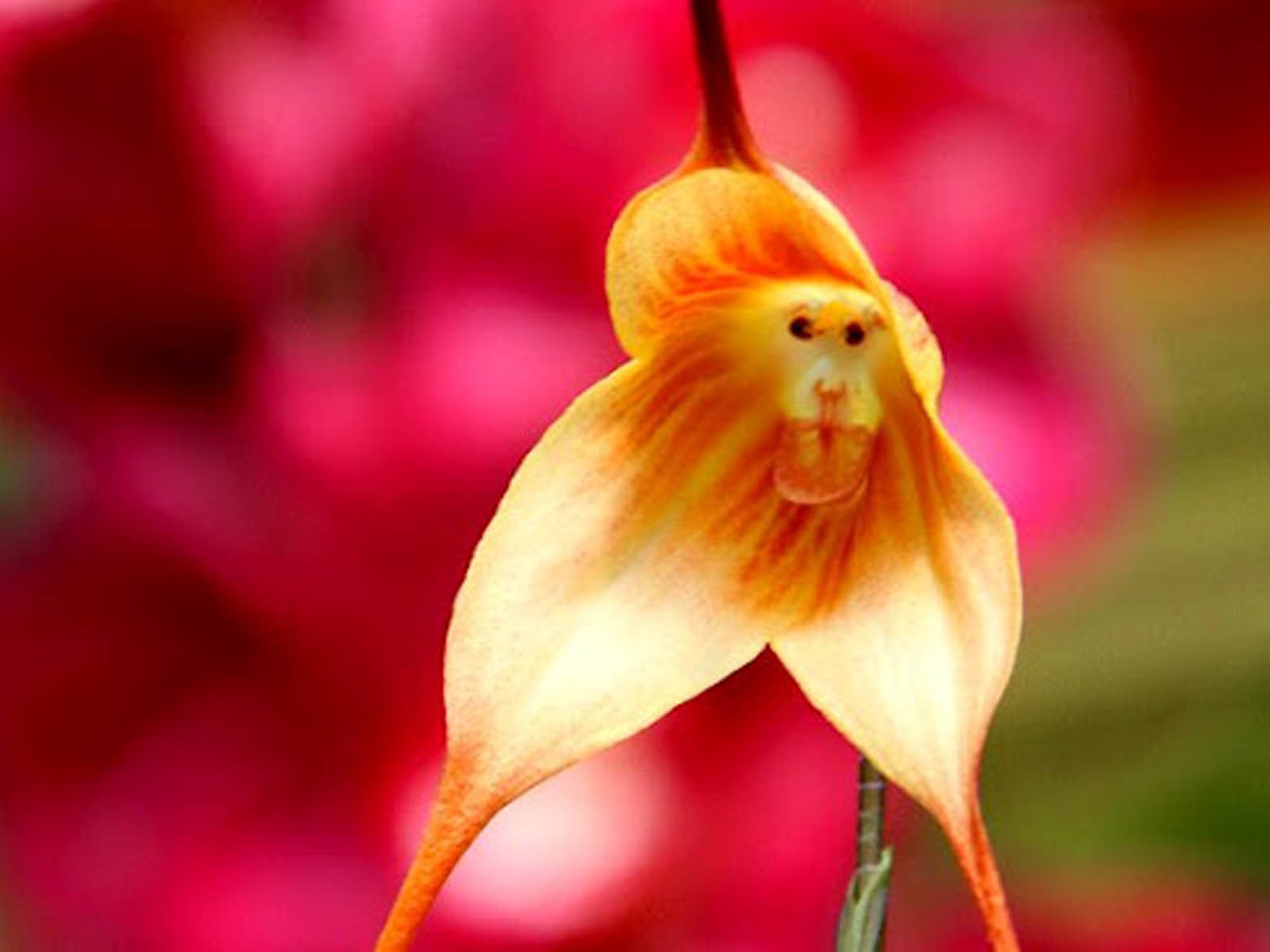 HD Wallpapers Monkey Flowers Wallpapers