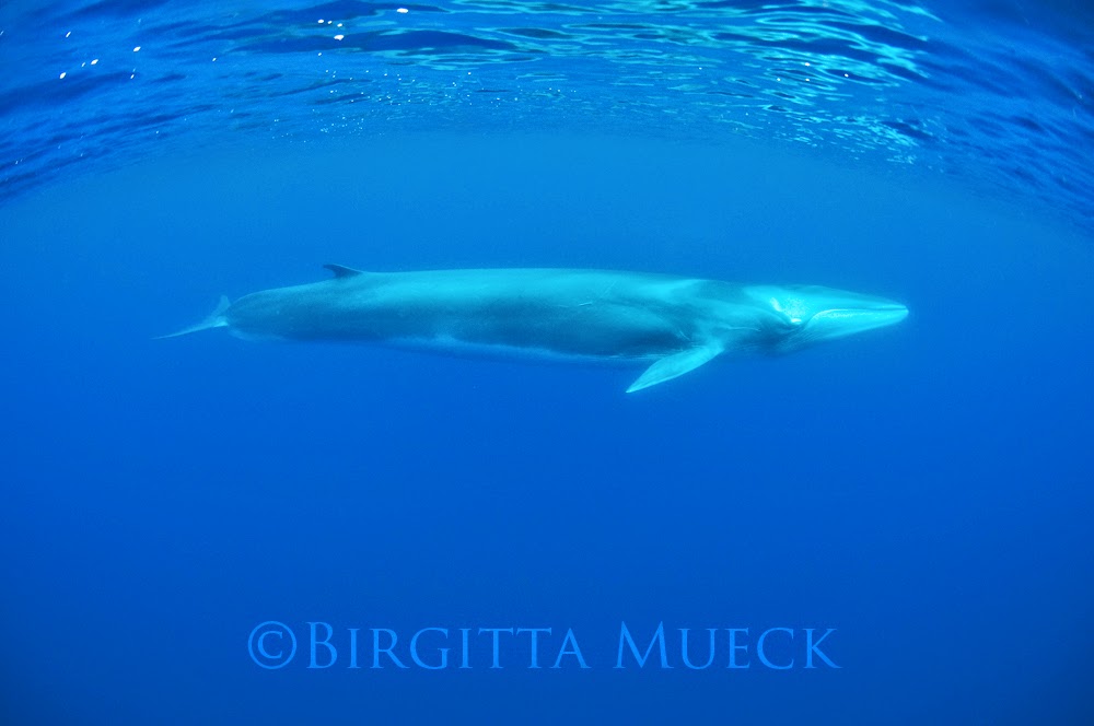 Birgitta Mueck Photography: Whales

