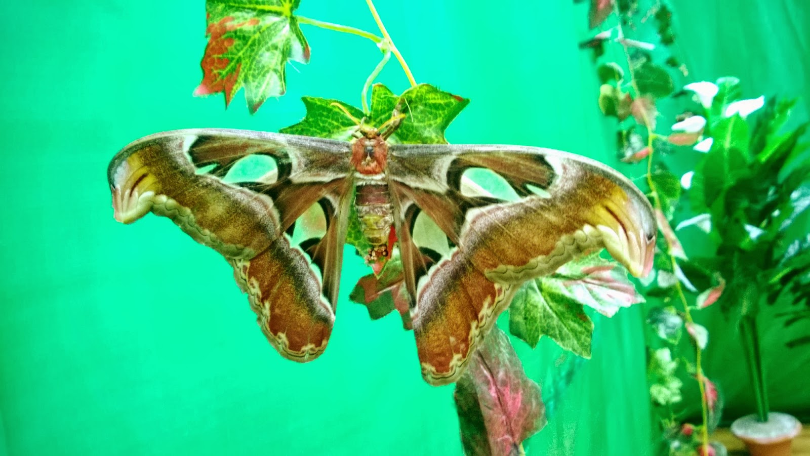 Эль рио выставка бабочек. Выставка бабочек 2022. Выставка тропических бабочек. Выставка тропических бабочек Минск. Выставка бабочек и динозавров.