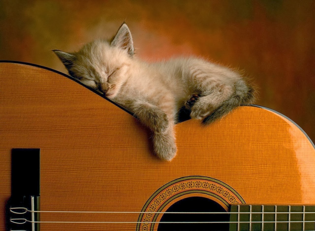 cicipatiler: Kedi Wallpaper