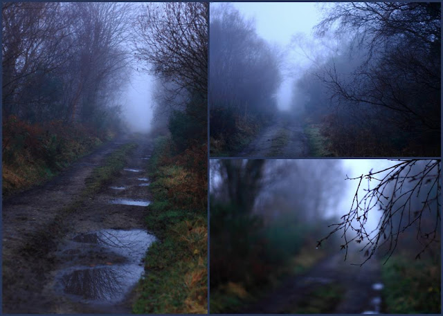 collage of images, foggy road, surrounded by gloomy trees 