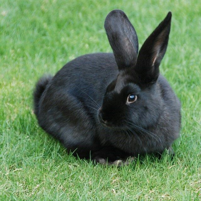Beautiful black rabbits