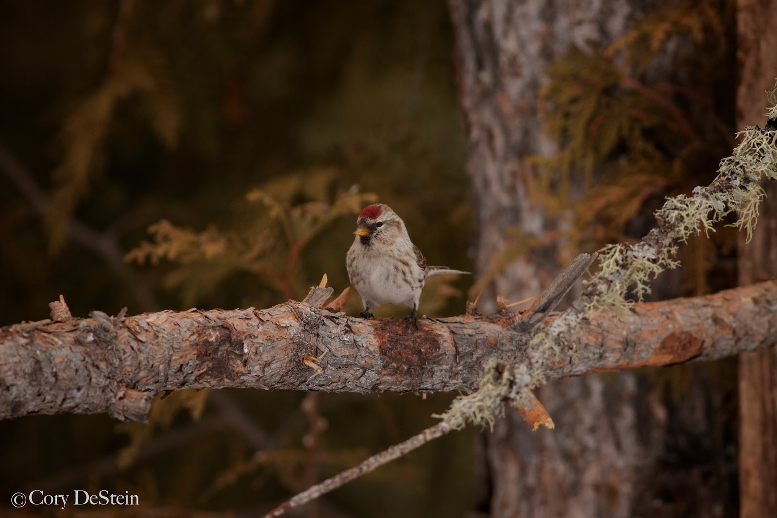 Boom Chachalaca Photo Study Birds of Northern Minnesota